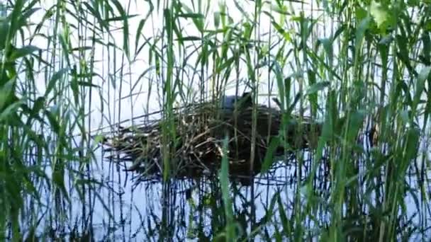 Φαλαρίδα Κάθεται Στην Φωλιά Κρυμμένα Στα Καλάμια Της Λίμνης — Αρχείο Βίντεο