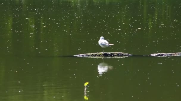 海鸥坐在湖里的一个小岛上 — 图库视频影像