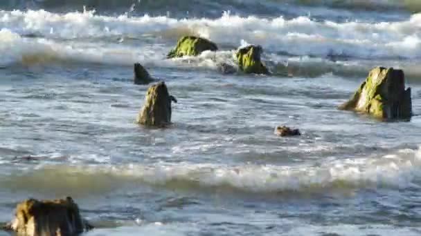 Ondas Mar Pôr Sol Estão Lutando Contra Raízes Antigas Das — Vídeo de Stock