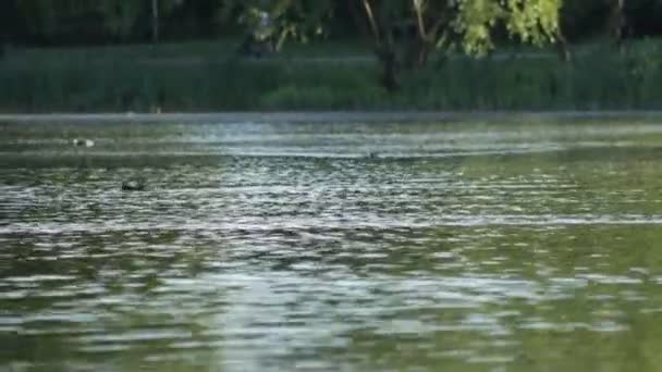 Πουλί Επίθεση Φαλαρίδα Άλλες Φαλαρίδα Τρέχει Πουλιά Πάνω Στο Νερό — Αρχείο Βίντεο