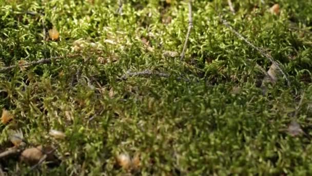 Visão Geral Musgo Verde Crescendo Floresta Macro — Vídeo de Stock