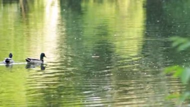 Ördek ve martılar gölde yüzüyor, onlar are seyir için gıda