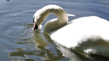 Beyaz Kuğu gölde ekmek yemek