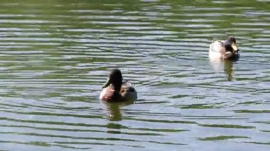 İki erkek ördek yüzerim