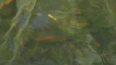 Çimen temiz bir gölde bir bıçak bir kurbağa oturur