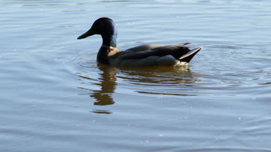 Ördek bir martı burnu altından ekmek sürükledi.