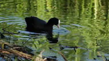 Kuş gıda gölde kel arayan, akşam
