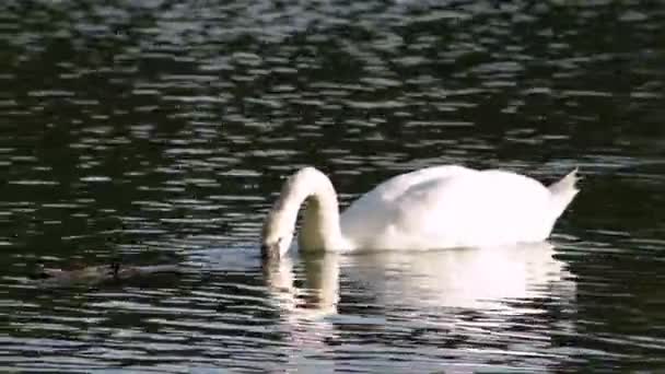 Cygne Blanc Mangeant Des Algues Dans Lac — Video