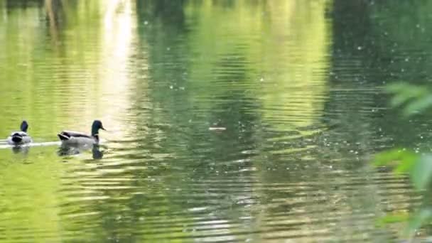 Patos Gaivotas Estão Nadando Lago Eles Estão Procurando Comida — Vídeo de Stock