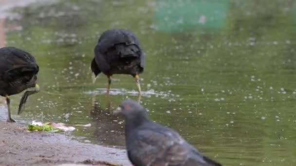 Pták Lysky Projít Pláži Blízko Jezera Shánět Obživu — Stock video