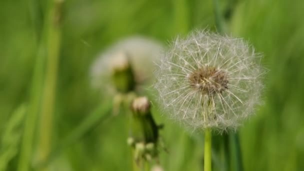 Dandelion Swinging Wind Field — Stock Video