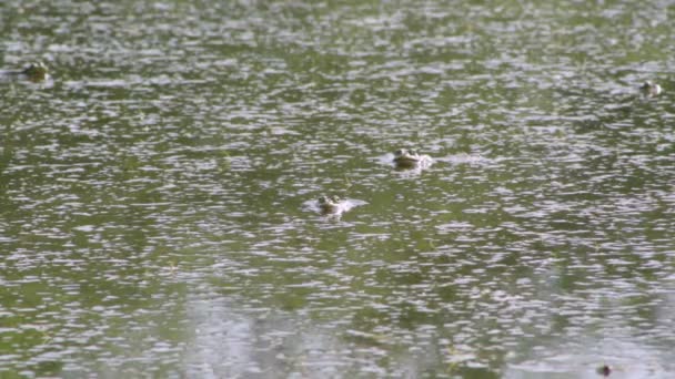 Frogs Hid Swamp One Eye Sticking Out — Stock Video