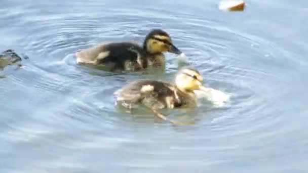 Little Ducklings Eat Bread Lake — Stock Video