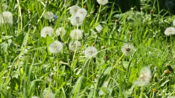 Champ Vert Avec Pissenlits Jour Été — Video