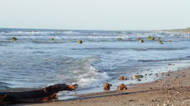 Raíces Del Bosque Reliquias Mar Báltico Rusia Puesta Del Sol — Vídeo de stock