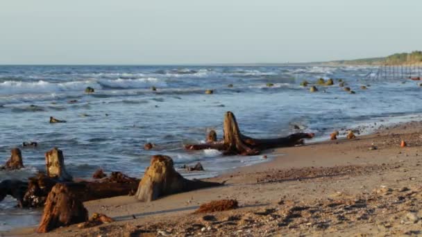 Raíces Del Bosque Reliquias Mar Báltico Rusia — Vídeo de stock
