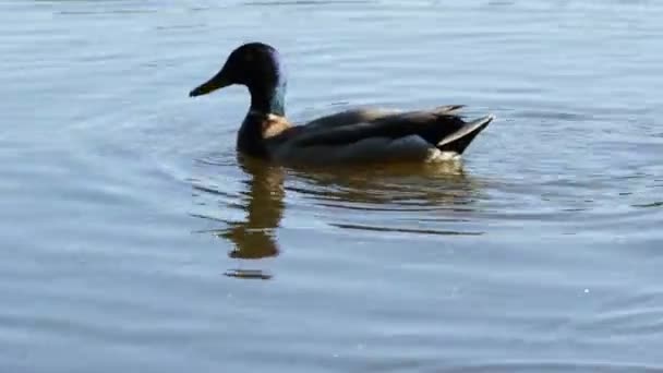 Στο Duck Ένα Γλάρο Έσυραν Ψωμί Από Κάτω Από Μύτη — Αρχείο Βίντεο