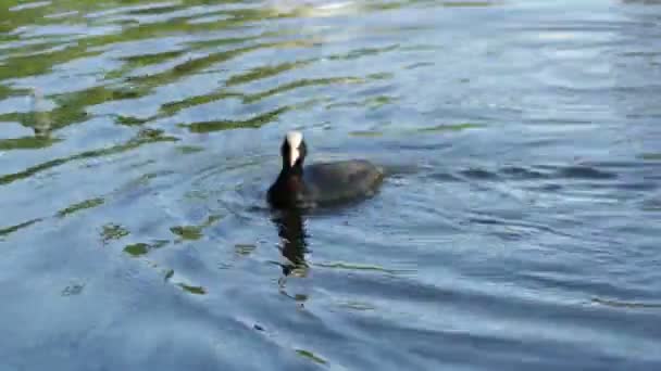 鳥オオバンが湖に食べ物を収集します — ストック動画