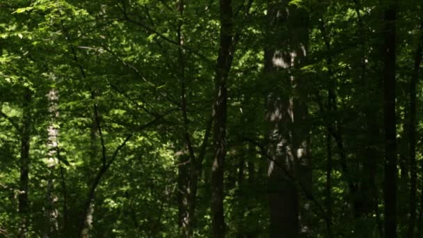 Visão Geral Floresta Densa Escura Sombria Rússia — Vídeo de Stock