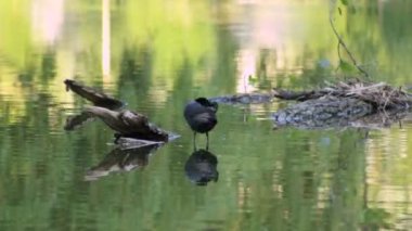 Kuş tüyleri fırçalama ve göl suda ayakta orada yıkama kel