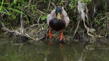 Erkek ördek suyu içer ve göle dalış