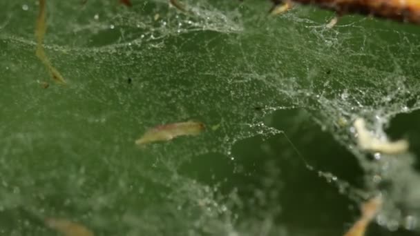 Web Bosque Balanceándose Del Viento Bajo Lluvia Macro — Vídeo de stock