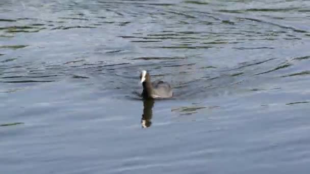 Pássaro Coot Nada Através Lago Procura Comida — Vídeo de Stock