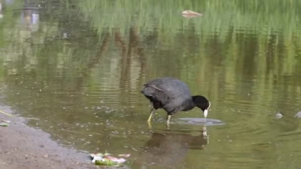 Pássaro Coot Caminha Água Lago Procura Comida — Vídeo de Stock