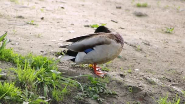 Anatra Maschio Trova Sulla Riva Del Lago Sta Lavando — Video Stock