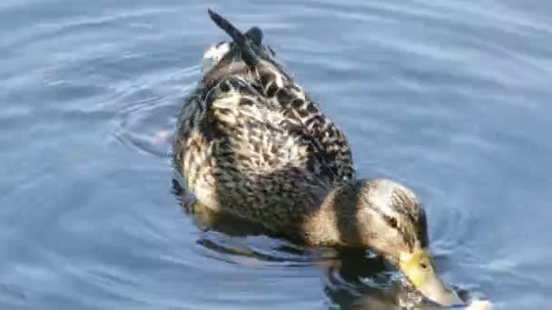 Duck Duckling Eats Bread — Stock Video