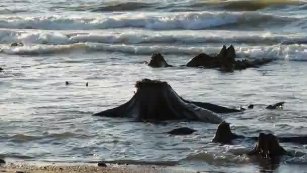 Las Olas Golpean Las Raíces Del Bosque Reliquias Mar Báltico — Vídeo de stock