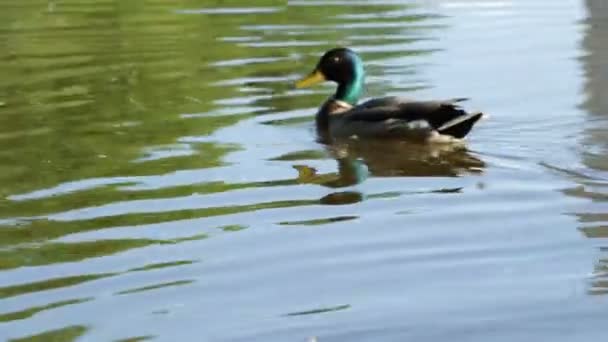 One Male Duck Swimming Lake — Stock Video