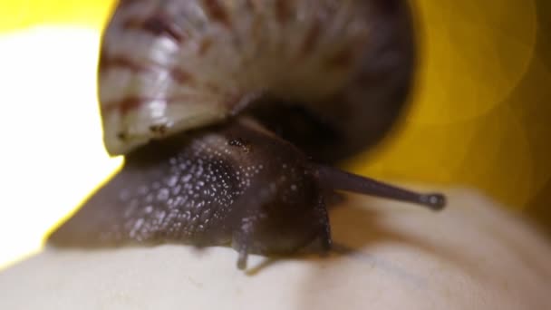 Macro Escargot Rampant Sur Champignon — Video