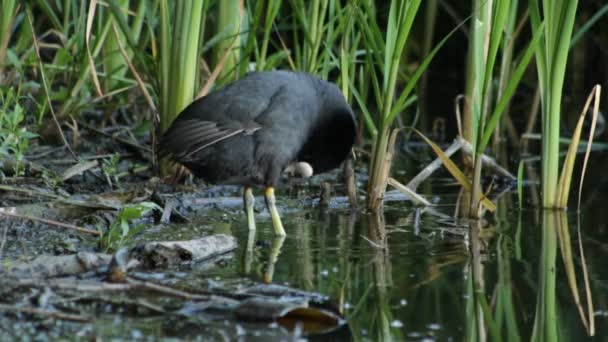 ハゲ鳥浄化水に立っている羽 — ストック動画