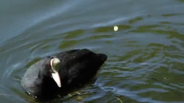 Burung Coot Berenang Seberang Danau Menangkap Roti Dan Memakannya — Stok Video