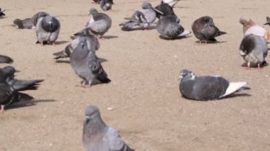 Çok sayıda güvercin bir Gölü plajda güneşin güneşlenmek