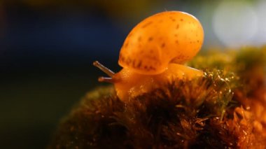 Bir salyangoz moss üzerinde günbatımında ormanda oturur
