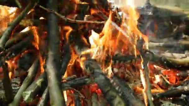 Fogueira Ardente Floresta Início Verão — Vídeo de Stock