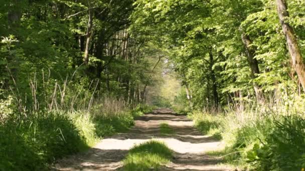 Chemin Menant Profondément Dans Forêt Tôt Matin Été Russie — Video