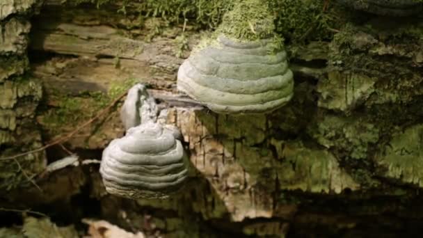 Schöne Reflexion Über Pilze Polypore Die Auf Einem Umgestürzten Baum — Stockvideo
