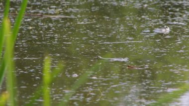 Kurbağa Göl su gizler