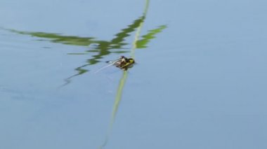 Bir kurbağa Göl su oturur