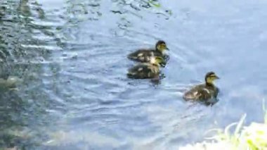 Küçük ducklings anneleri ile gölde yüzmek