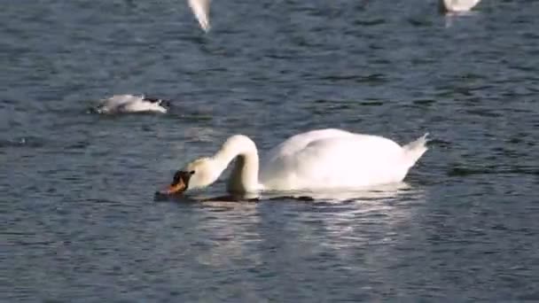 Cigno Galleggia Sul Lago Mangia Intorno Gabbiano — Video Stock