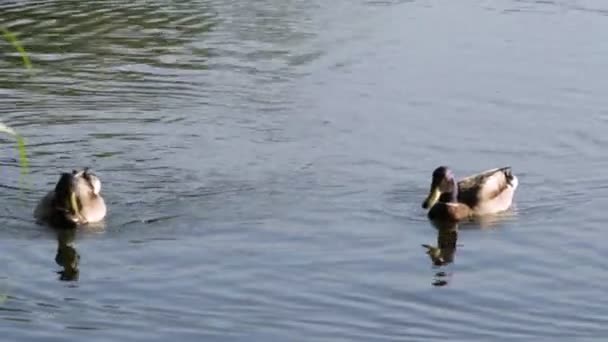 Due Anatre Maschio Nuotano Attraverso Lago Una Giornata Estiva Soleggiata — Video Stock