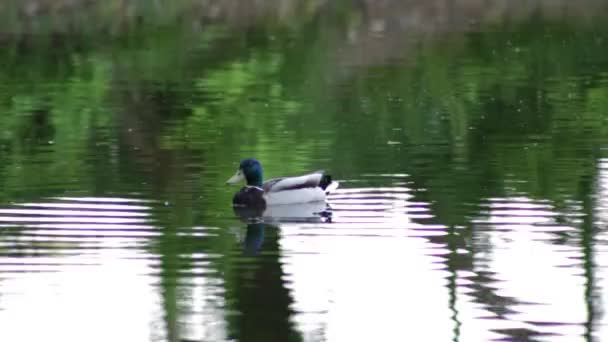 Pato Macho Flutuando Lago — Vídeo de Stock