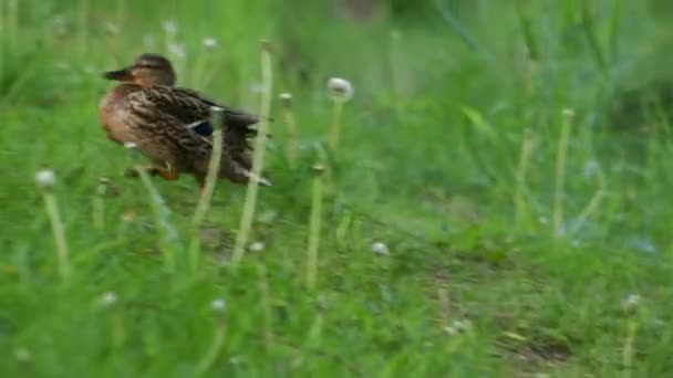 Pato Macho Corre Atrás Fêmea — Vídeo de Stock