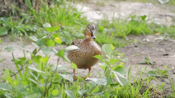 Entenweibchen Steht Ufer Des Sees — Stockvideo