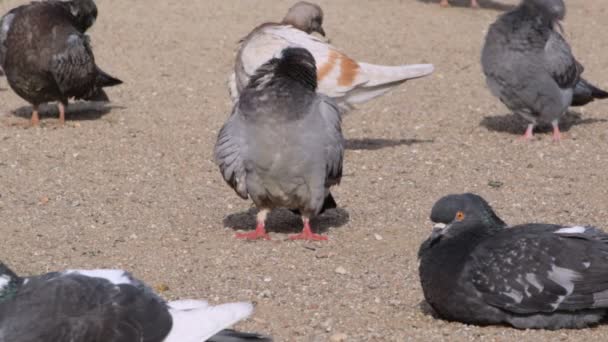 Piccioni Riposano Sulla Spiaggia Crogiolarsi Sole — Video Stock