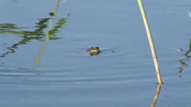 Лягушка Плавает Озере Летний День — стоковое видео